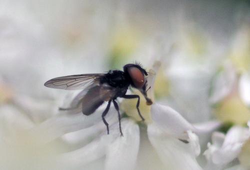 Réf. 244 652 : Phasia barbifrons